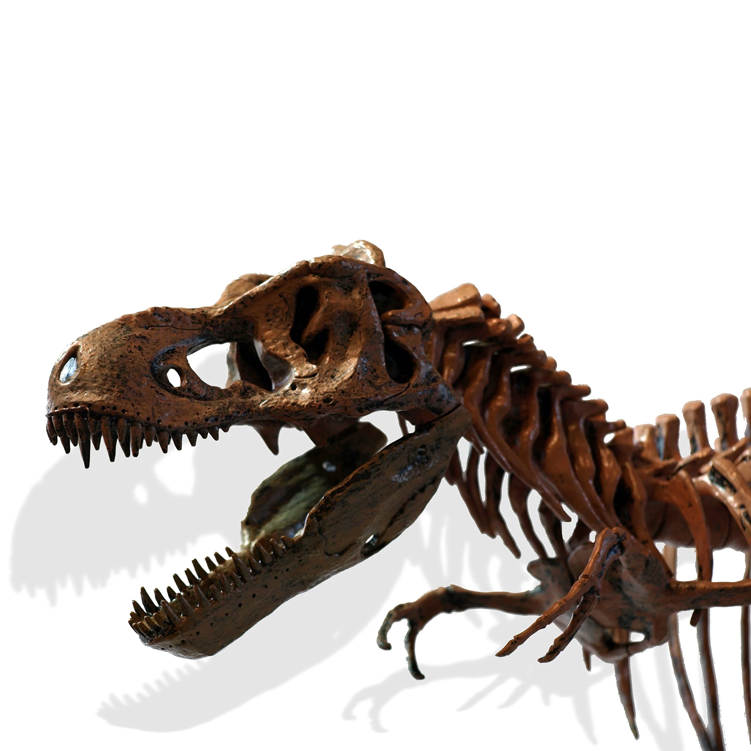 3D DIY Tyrannosaurus Rex Skeleton Fossil Large Model Kit - Image 3