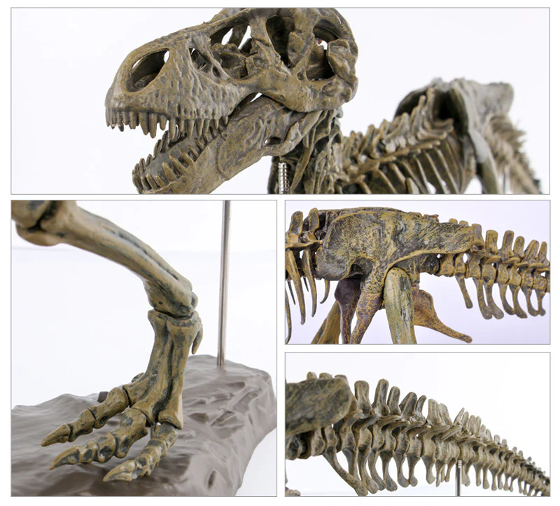 3D DIY Tyrannosaurus Rex Skeleton Fossil Large Model Kit - Image 9