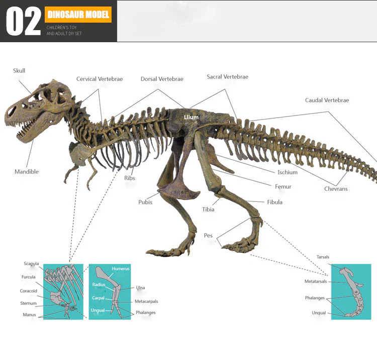 3D DIY Tyrannosaurus Rex Skeleton Fossil Large Model Kit - Image 7